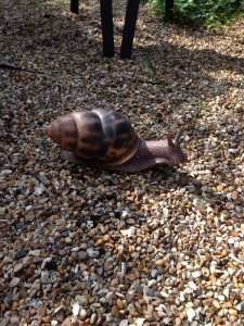 The winner of the Charles Hill Garden Services Competition 2